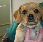 Peanut Burgess