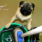 Imogen Mop Girl