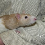 Nimah Lange