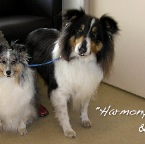 Harmoney Blue and Beau Shelley