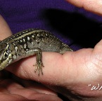 Whitey the Gekko