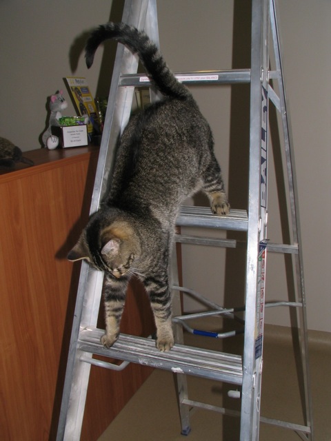 Loading Image