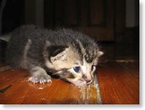 Me as a kitten
