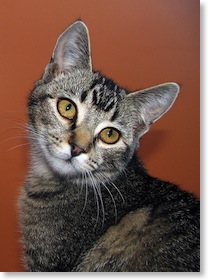 Janet the Clinic Cat
